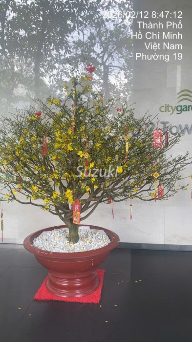 City Garden Rental Information Another Customer Tet Decorations